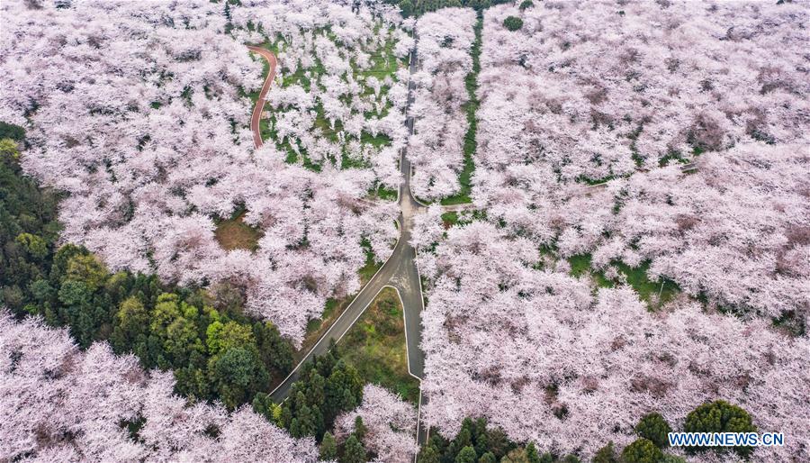 CHINA-GUIZHOU-GUIAN-CHERRY BLOSSOMS (CN)