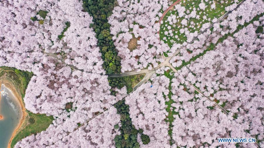 CHINA-GUIZHOU-GUIAN-CHERRY BLOSSOMS (CN)