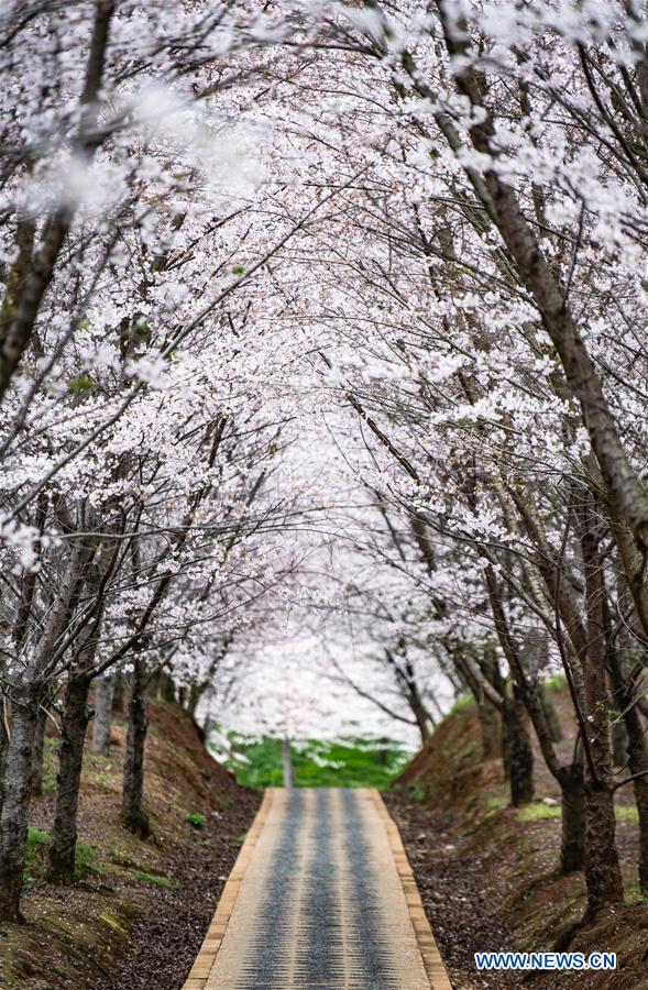 CHINA-GUIZHOU-GUIAN-CHERRY BLOSSOMS (CN)