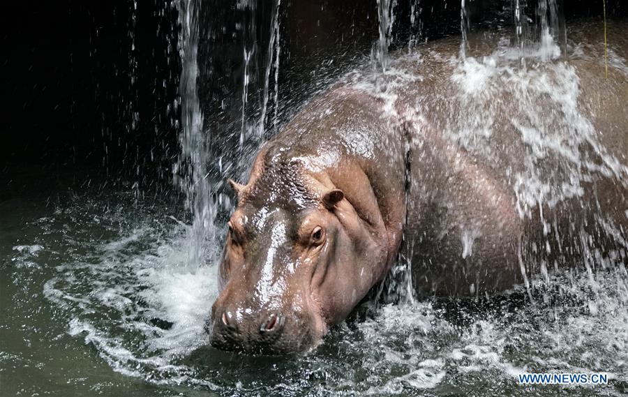 CHINA-BEIJING-ZOO-SUMMER-HEAT (CN)