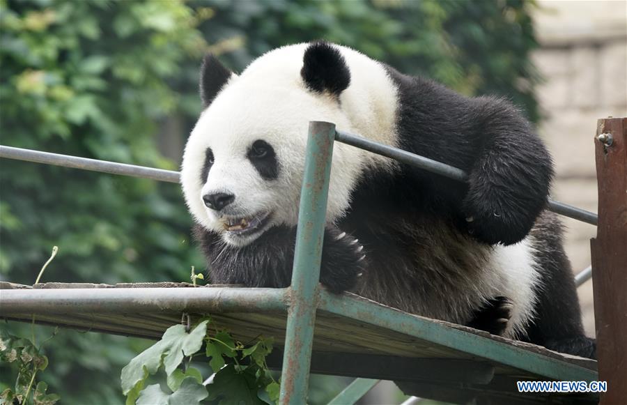 CHINA-BEIJING-ZOO-SUMMER-HEAT (CN)