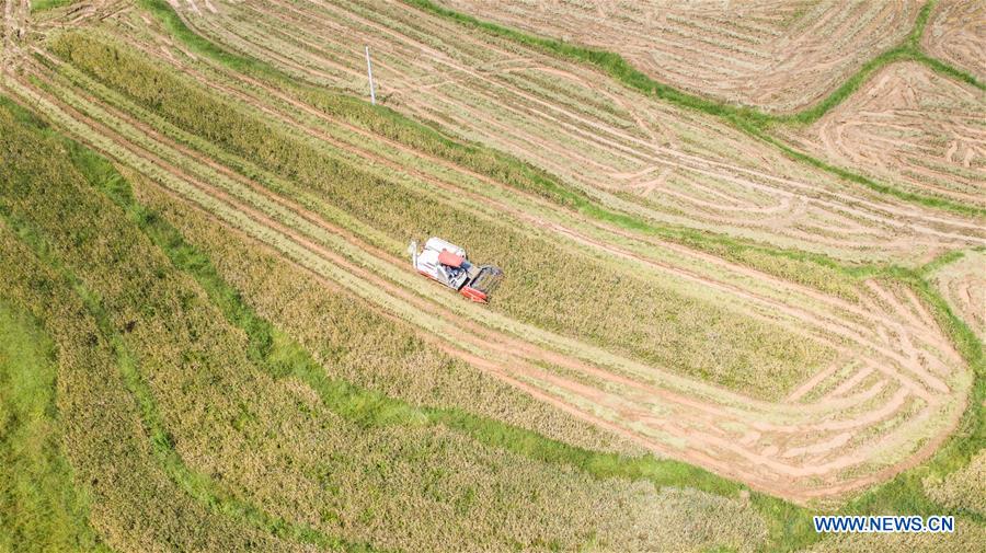 Récolte du riz dans le sud-ouest de la Chine