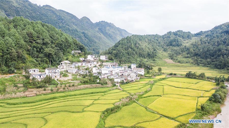 Récolte du riz dans le sud-ouest de la Chine