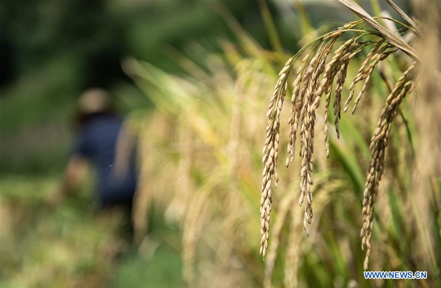 Récolte du riz dans le sud-ouest de la Chine