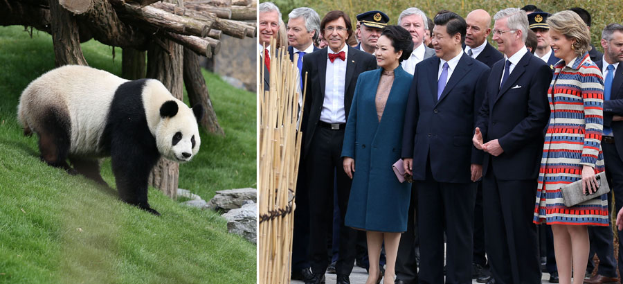 Les chefs d'Etat chinois et belge lancent une maison des pandas dans un zoo local