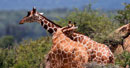 EN IMAGES: La beauté de la Réserve nationale de Samburu au Kenya