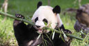 Une femelle panda donne naissance à un bébé au zoo national de Washington