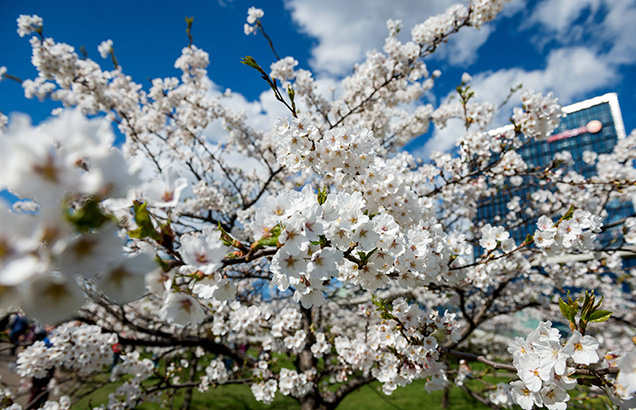 Cerisiers en fleurs à Vilnius en Lituanie