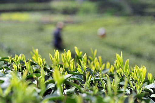 La production de thé de la Chine devrait atteindre 2.8 millions de tonnes en 2018