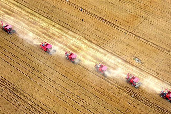 Chine: récolte du blé au Hebei