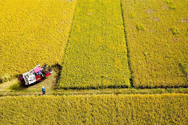 Chine : récolte du riz dans l'est