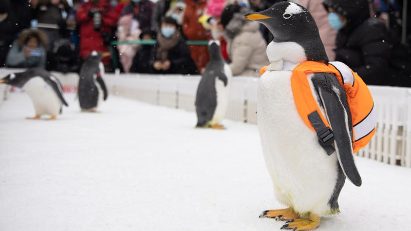 Chine : les pingouins du Polarpark d'Harbin