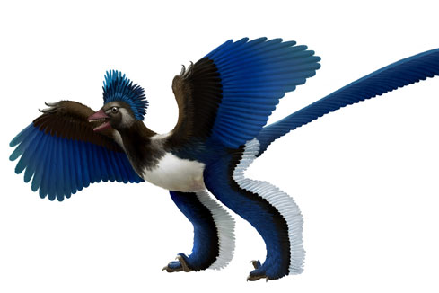 Selon la Chine, l'Archaeopteryx n'est pas l'anc&ecirc;tre des oiseaux