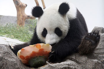 Le panda Ningning fête son troisième anniversaire à Weihai