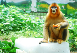 Chine : les animaux du zoo de Wuhan épargnés par la canicule