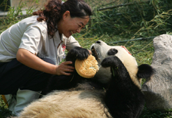 Un panda géant mange son gâteau de lune