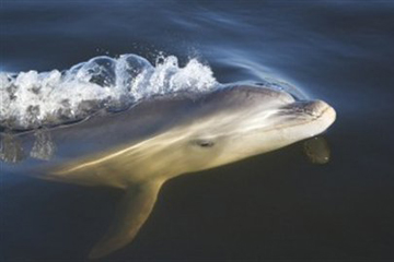 La découverte d'une nouvelle espèce de dauphins en Australie