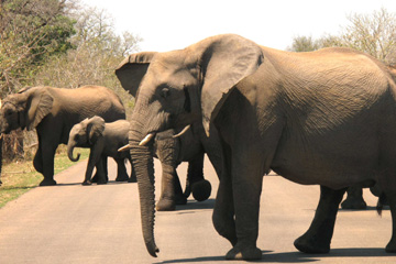 Afrique du Sud : à la découverte du Parc national Kruger