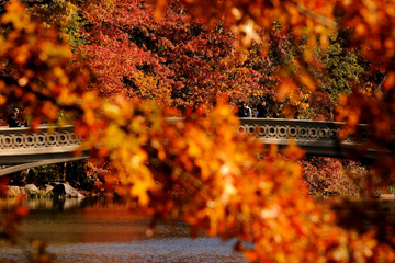 Photos: l'automne à New York