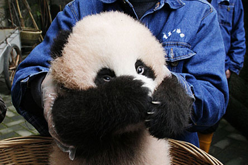 Photos de panda géant super mignon