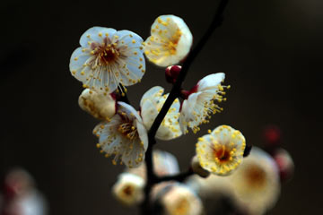 Photos: de belles fleurs de prunier à Wuhan