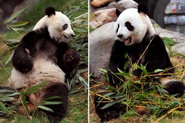 Hong Kong : la réouverture de la maison des pandas d'Ocean Park