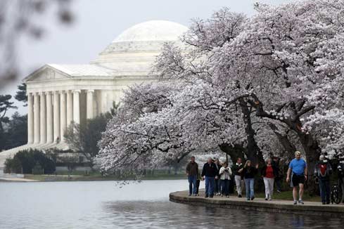 Washington : le Festival des cerisiers en fleurs