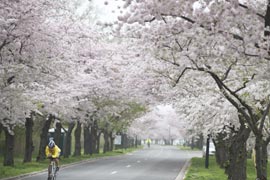 Photos: des cerisiers en fleur à Washington
