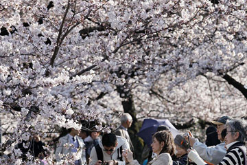Sakura, les fleurs de cerisier au Japon