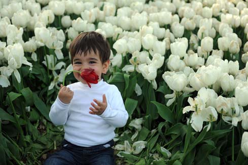 Photos: des tulipes s'épanouissent à Istanbul