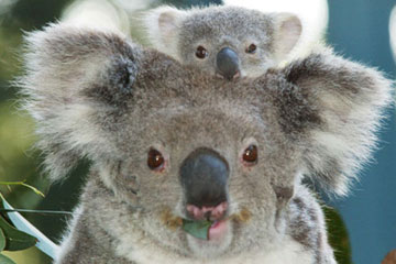 Le koala va être classé comme espèce vulnérable en Australie
