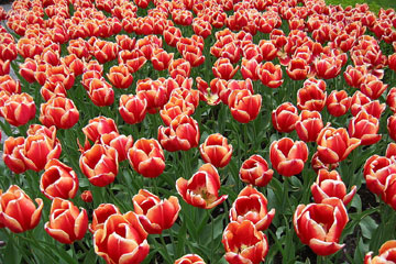 Keukenhof, le jardin des tulipes