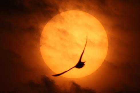Astronomie: Vénus passe devant le Soleil