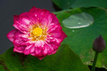 Photos sur de belles fleurs de lotus à Hangzhou