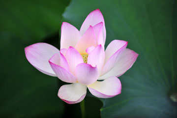 Photos sur de belles fleurs de lotus à Guangzhou