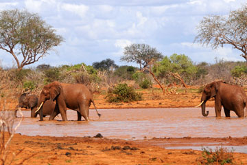 Kenya: éléphants rouges de Tsavo
