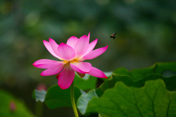 Photos sur de belles fleurs de lotus à Nanjing