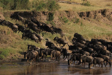 PHOTOS : Migration des gnous dans la Réserve nationale du Masai Mara