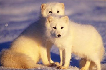 Découvrez les images des 12 animaux de l'Arctique