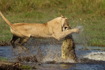 Photos: Une lionne défie un crocodile pour protéger ses petits