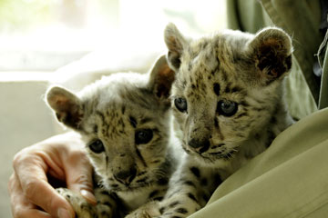Chine: deux léopardeaux des neiges dans un parc zoologique au Qinghai