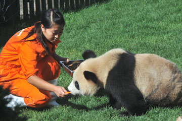 Chine : ouverture d'un pavillon de pandas dans un zoo de la province du Liaoning