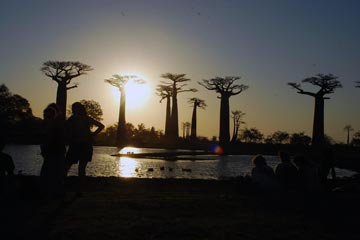 Madagascar : avenue des baobabs