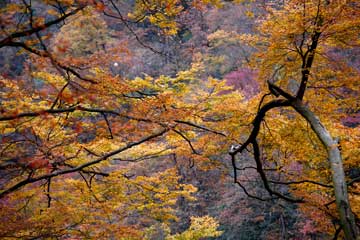 Chine : paysage d'automne du mont Guangwu