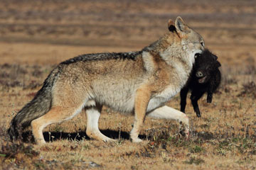 Un loup sauvage attrape un cochonnet tibétain dans la préfecture autonome tibétaine de Garzê