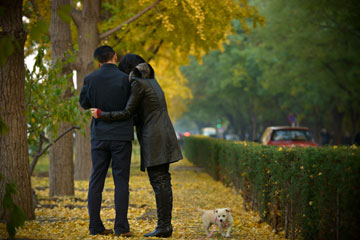Paysage de ginkgos en automne à Beijing