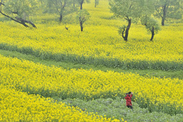 Floraison des colzas dans l'est de la Chine