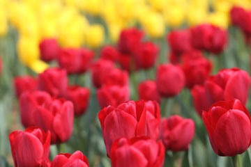 EN IMAGES: Des tulipes s'épanouissent à Wuxi