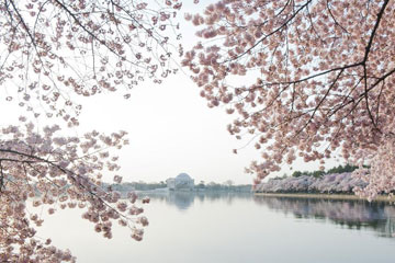 Photos: des fleurs de cerisiers en pleine floraison à Washington D.C.