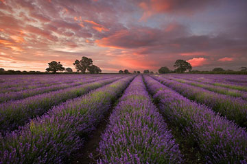 Photos : des champs de lavande en Provence sous l'objectif du photographe Antony Spencer